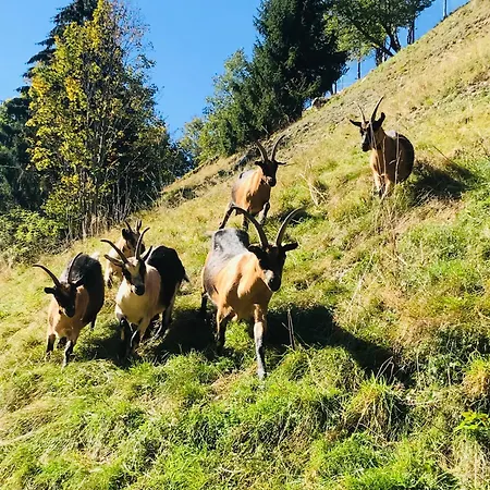 Apartamento Eichenhof Saalbach-Hinterglemm